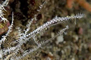 Images Dated 4th November 2014: Saw Blade Shrimp camouflaged on coral