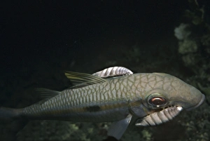 Images Dated 9th May 2006: Saw-legged Fish Louse - this carnivorous Louse attaches itself to a host fish where it in sucks