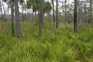 Swamp Prints: Saw Palmetto undersgrowth, Corkscrew Swamp Sanctuary, Florida, USA LA000021