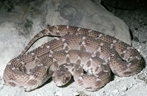 Images Dated 18th July 2006: Saw-scaled / Carpet Viper North Africa