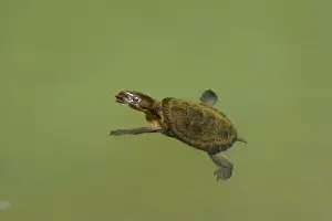 Saw-shelled Turtle / Serrated Snapping Turtle / Eastern Snapping Turtle / Saw-Shelled Snapping Turtle / Eastern Snapping Tortoise - adult swims close to the surface of a river - Mallanda Falls, Atherton Tablelands, Wet Tropics World Heritage Area