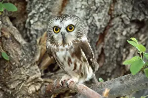 Saw Whet Prints: Saw-whet Owl