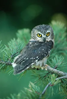 Images Dated 19th April 2004: Saw-whet Owl KF 496 Canada to South Mexico Aegolius acadicus Kenneth W. Fink / ardea.com