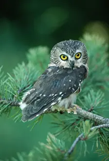 Watching Prints: Saw-whet Owl KF 496 Canada to South Mexico Aegolius acadicus Kenneth W. Fink / ardea. com