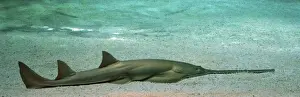 Sawfish- Mediterranean and Atlantic