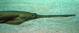 Images Dated 20th June 2006: Sawfish- Mediterranean and Atlantic