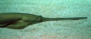 Mediterranean Prints: Sawfish- Mediterranean and Atlantic