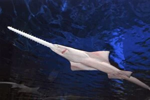 Images Dated 3rd August 2012: Sawfish. tropical and warm temperate estuaries