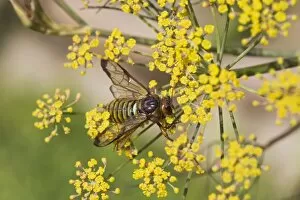 Sawfly - adult on fennel - normally black - Britains largest Sawfly