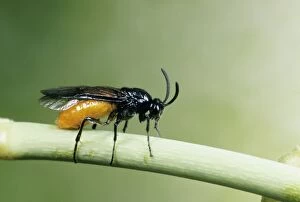 Images Dated 22nd November 2004: Sawfly Female laying eggs in rose stem, UK