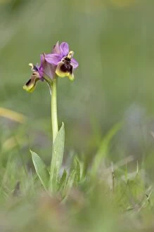 Images Dated 18th March 2010: Sawfly Orchid