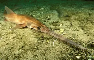 Sawshark Australia SND01667