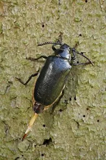 Images Dated 16th July 2010: Sawyer / Tanner Beetle - female on tree stump - Lower Saxony - Germany