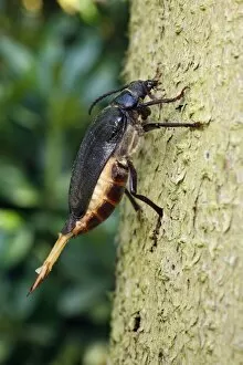 Sawyer / Tanner Beetle - female on tree stump