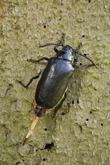 Sawyer / Tanner Beetle - female on tree stump - Lower Saxony - Germany