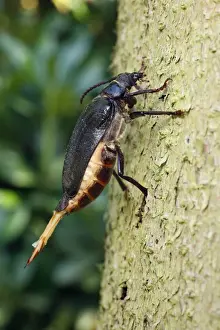 Sawyer / Tanner Beetle - female on tree stump - Lower Saxony - Germany