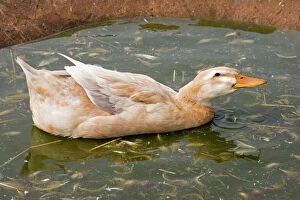 Ponds Collection: Saxony duck - swimming on small pond. Rare Breed Trust Cotswold Farm Park - UK