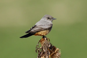 Images Dated 13th January 2007: Say's Phoebe