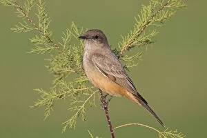 Images Dated 23rd January 2010: Say's Phoebe - January