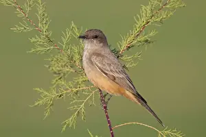Phoebe Prints: Say's Phoebe - January - Southern California - USA