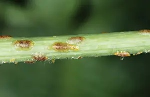 Scale Insects ROG 7916 On Monstera plant, life size. © Bob Gibbons / ardea. com