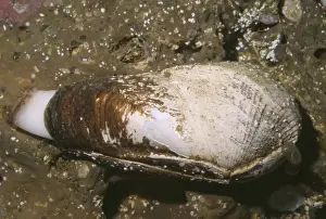 Clam Prints: Scale-sided Piddock Claim - California Coast USA
