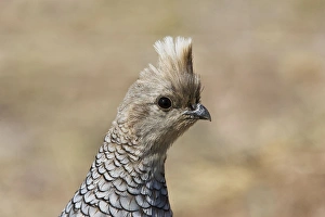 Images Dated 3rd July 2007: Scaled Quail. Portal Arizona, July - USA