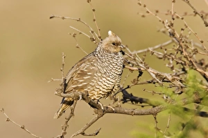 Images Dated 3rd July 2007: Scaled Quail. Portal Arizona - July - USA