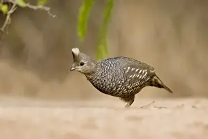 Quail Prints: Scaled Quail Texas in March