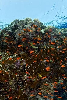 Scalefin Anthias - at coral reef