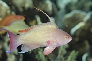 Scalefin Anthias male with fin extended