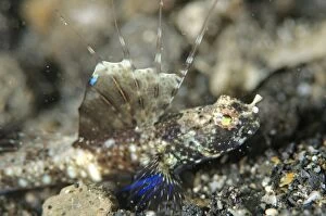 Angels Gallery: Scaleless Shrimpgoby with fin erect on black sand