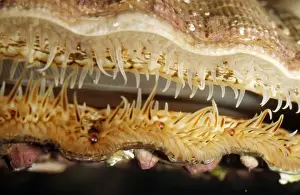 Scallop Prints: Scallop PM 9210 Eyes and tentacles at edge of mantle Pecten species © Pat Morris / ARDEA LONDON