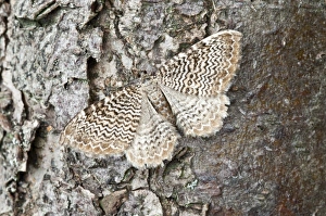 Images Dated 23rd May 2010: Scallop Shell - North Lincolnshire - England