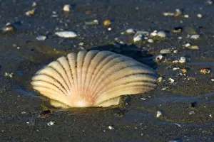 Scallop Prints: Scallop empty shell of a scallop washed ashore at a sandy beach Pohara