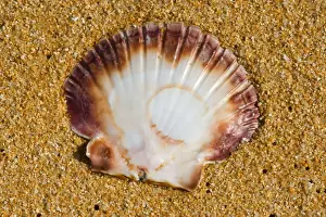 Scallop Prints: Scallop empty shell of a scallop washed ashore at a sandy beach Totaranui