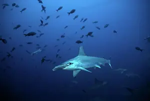 Shark Prints: Scalloped Hammerhead - one of many living in deep water around Cocos Island