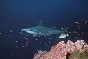 Scalloped Hammerhead - Lone Hammerhead passing coral reef. This species is usually in a school
