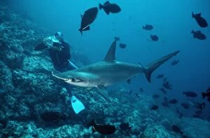 Scalloped Hammerhead Shark - Cameraman films Hammerhead