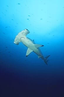 Sharks Collection: Scalloped Hammerhead Shark Cocos Island, Costa Rica