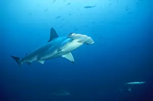 Hammerheads Prints: Scalloped Hammerhead Shark Cocos Island, Costa Rica