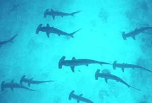 Migration Collection: Scalloped Hammerhead Shark Galapagos, Indo-Pacific