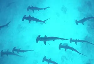 Shark Prints: Scalloped Hammerhead Shark Galapagos, Indo-Pacific