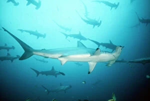 Images Dated 22nd May 2008: Scalloped Hammerhead Shark - group / school. Cocos Island, Costa Rica
