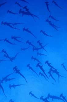 Sharks Collection: Scalloped Hammerhead Shark - group / school. Cocos Island, Costa Rica