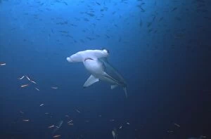 Scalloped Hammerhead Shark - This species found in warm temperate seas of the world