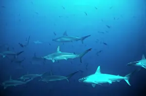 Shark Prints: Scalloped Hammerhead Sharks - An amazing sight for a diver to see hundreds of Hammerheads constantly going past