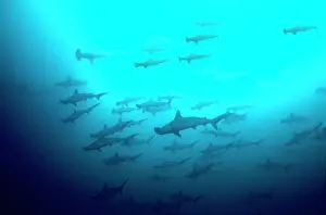 Shark Prints: Scalloped Hammerhead Sharks - Looking up to see hundreds of Hammerheads going past