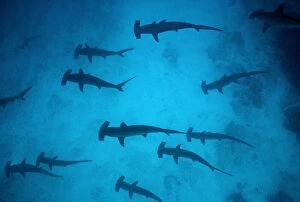 Scalloped Hammerhead Sharks - These sharks congregate around offshore reefs during daytime, feeding at night