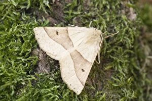 Scalloped Oak Moth, Norfolk UK
